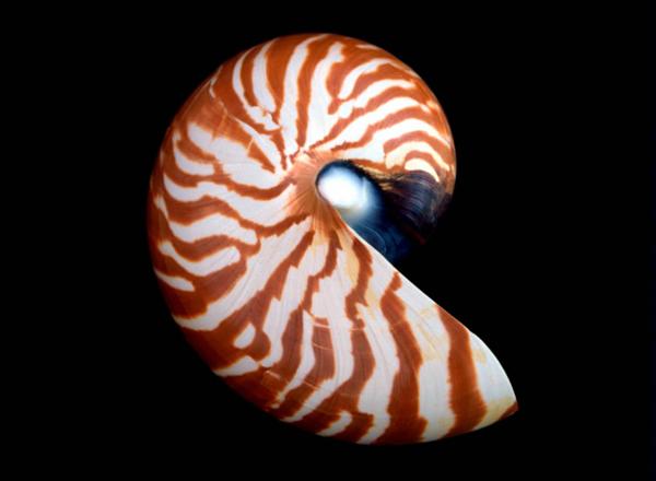 Famous for its mathematically beautiful spiral shell, the nautilus belongs to which class of animal: gastropod, bivalve, or cephalopod?