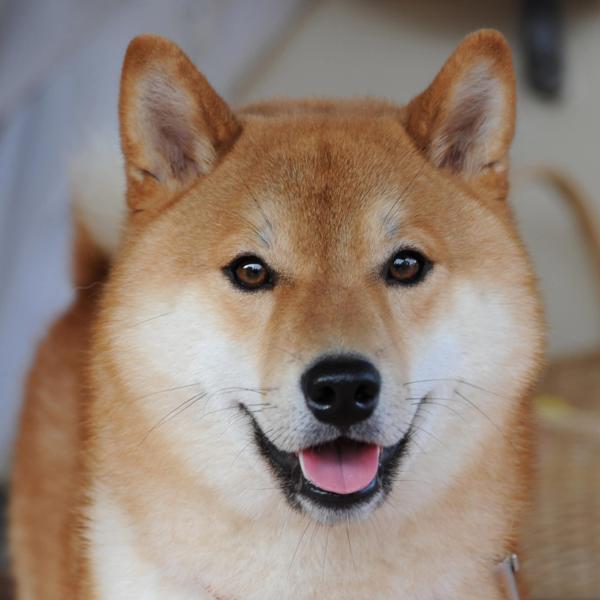 SI